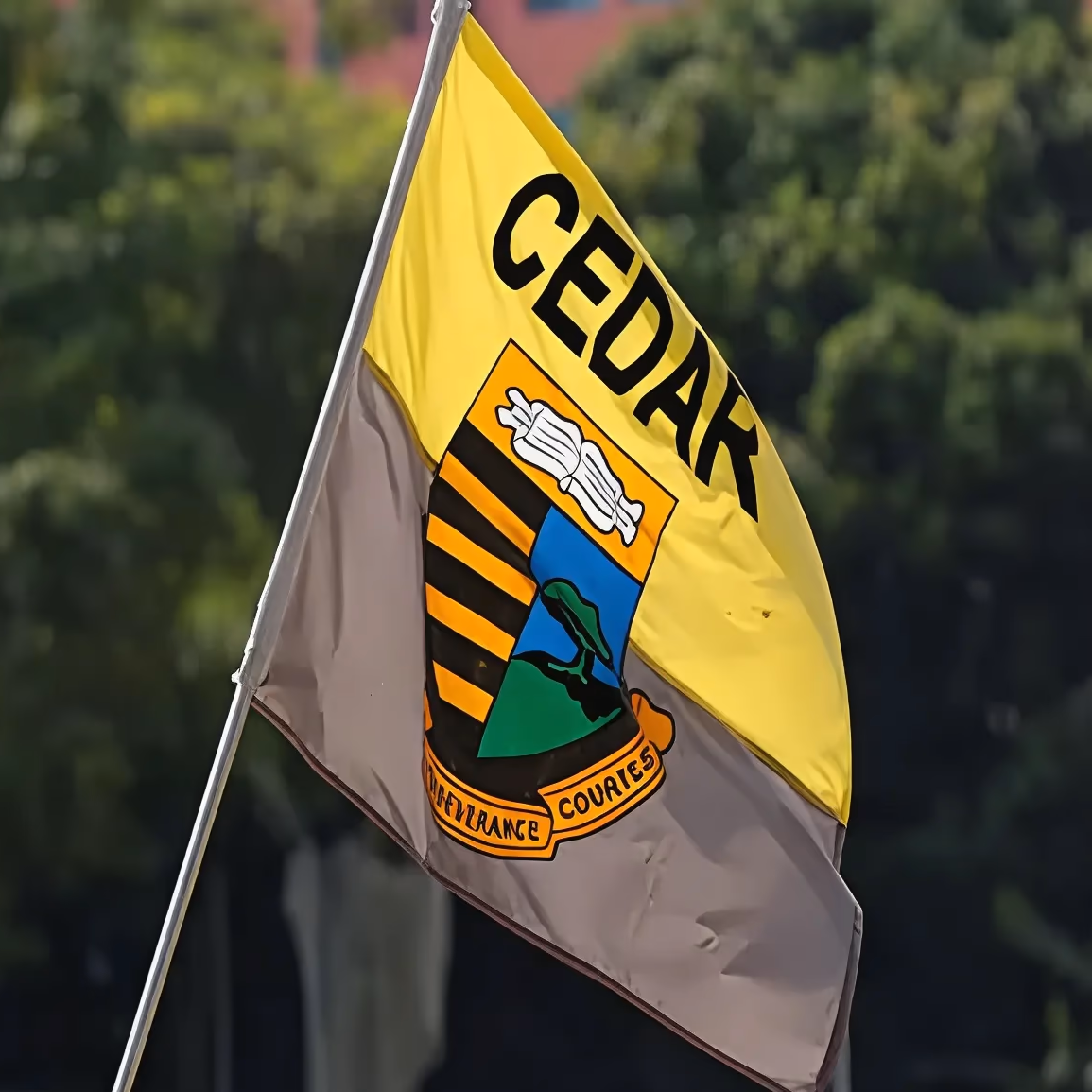 Cedar Flag